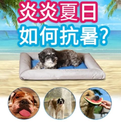 美國原裝KH寵物水床(加大款) 降溫耐咬墊 寵物涼感墊 寵物睡墊 寵物床 寵物用品