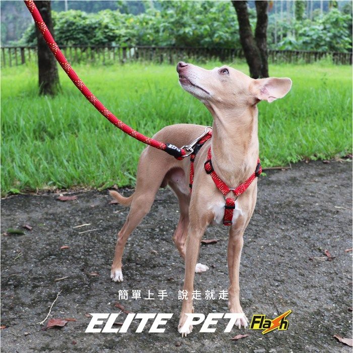 ELITE PET FLASH系列 反光寵物運動拉繩 XS-S號