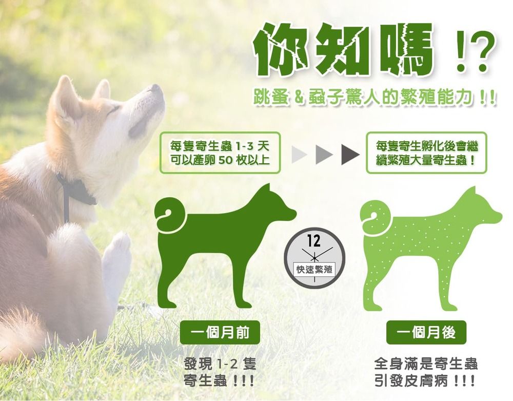 你知嗎!?跳蚤&蝨子驚人的繁殖能力!!!每寄生蟲 1-3 天每隻寄生孵化後會繼可以 50 枚以上繁殖大量寄生蟲!一個月前發現1-2隻寄生蟲!!!12|快速繁殖一個月後全身滿是寄生蟲引發皮膚病!!!