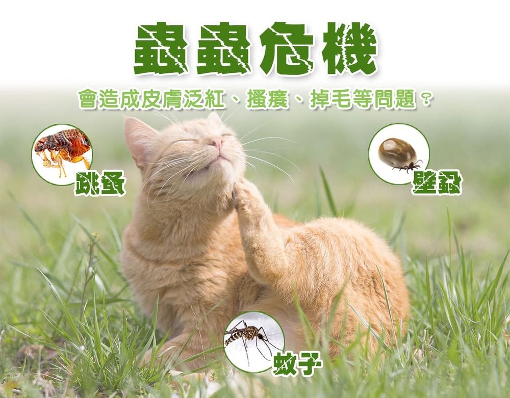 蟲蟲危機會造成皮膚泛紅、搔癢、掉毛等問題?跳蚤蚊子