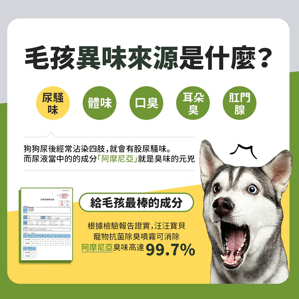 毛孩異味是什麼?尿騷體味口臭耳朵肛門味臭狗狗尿後經常沾染四肢,就會有股尿騷味。而尿液當中的的成分「阿摩尼亞就是臭味的元兇給毛孩最棒的成分根據檢驗報告證實,汪汪寶貝寵物抗菌除臭噴霧可消除阿摩尼亞臭味高達99.7%