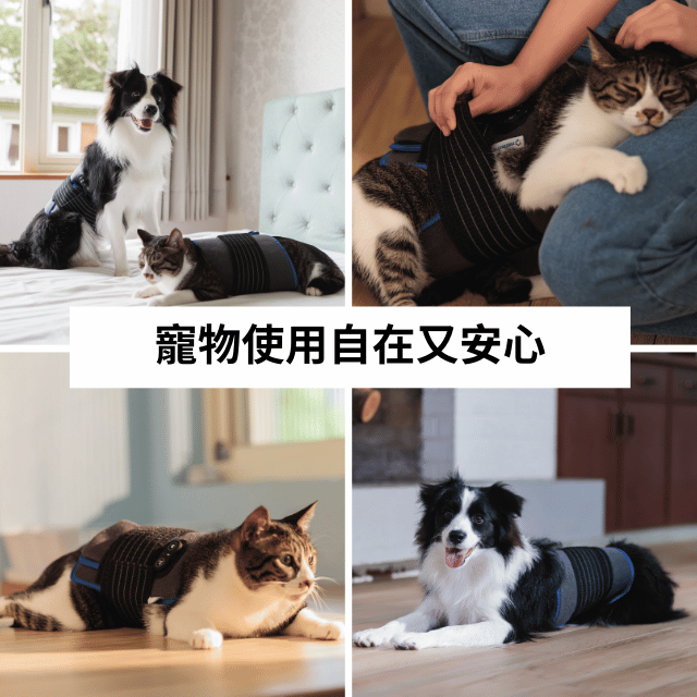  MedTech123碳量子點寵物光動力照護墊