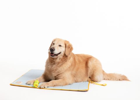 Dogday 狗日子 韓國製3D空氣網芯 寵物涼感 貓狗透氣涼墊 大(L)