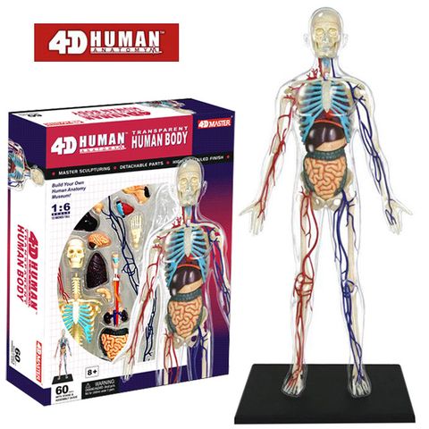 《4D MASTER》人體解剖教學模型系列 - 全透視人體(全身) 626204