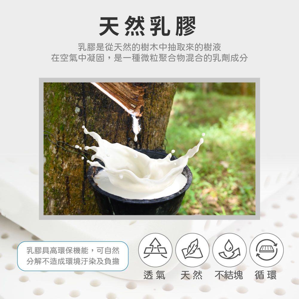 天然乳膠乳膠是從天然的樹木中抽取來的樹液在空氣中凝固,是一種微粒聚合物混合的乳劑成分乳膠高環保機能,可自然分解不造成環境汙染及負擔透氣天然 不結塊 循環