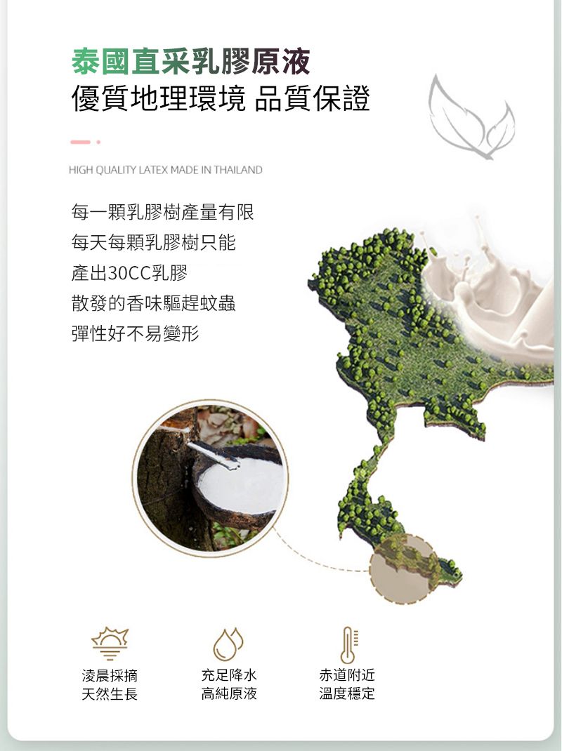 泰國直采乳膠原液優質地理環境 品質保證HIGH QUALITY LATEX MADE IN THAILAND每一顆乳膠樹產量有限每天每顆乳膠樹只能產出30CC乳膠散發的香味驅趕蚊蟲彈性好不易變形淩晨採摘充足降水赤道附近天然生長高純原液溫度穩定