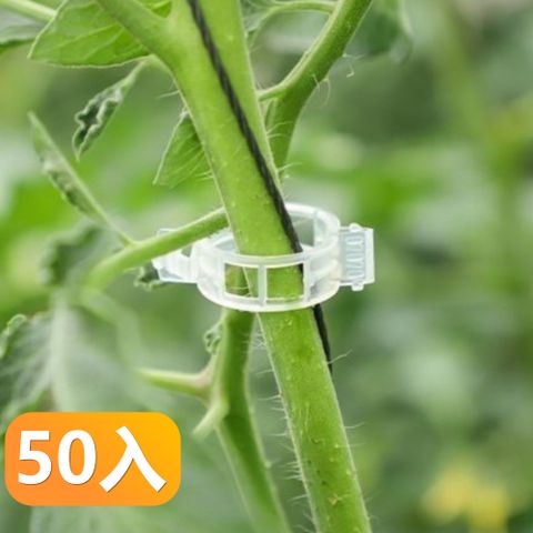 【晴安居】PP材質植物固定夾 環保型卡扣設計免搭架藤蔓綁夾-50入組
