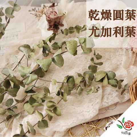 永生花乾燥花材專賣店 台灣生產 乾燥圓葉尤加利 分裝 葉材