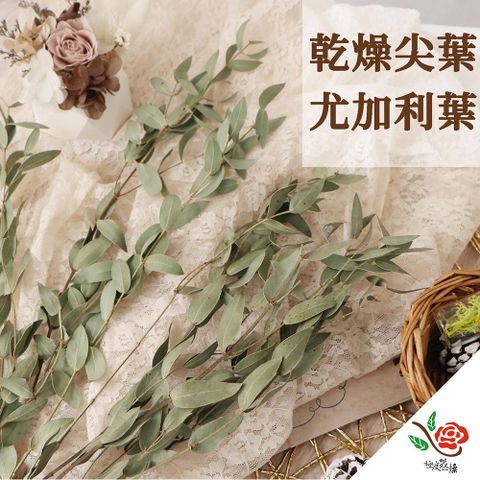 永生花乾燥花材專賣店 台灣生產 乾燥圓葉尤加利 分裝 葉材