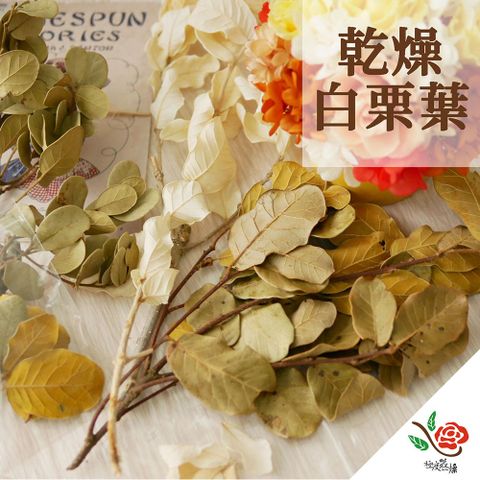 永生花乾燥花材專賣店 乾燥白栗葉 約1~3枝 分裝 葉材