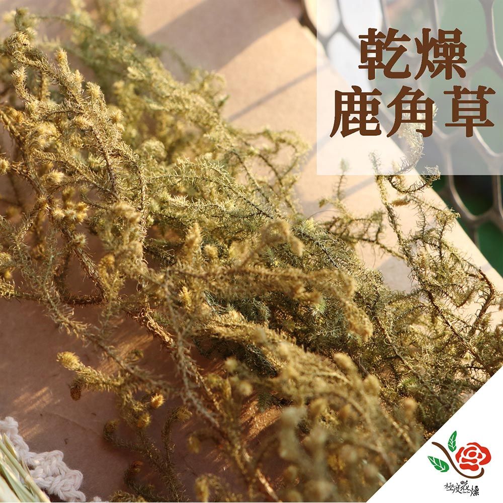 極度花燥 永生花乾燥花材專賣店  乾燥鹿角草 1份約1~3枝 分裝 葉材