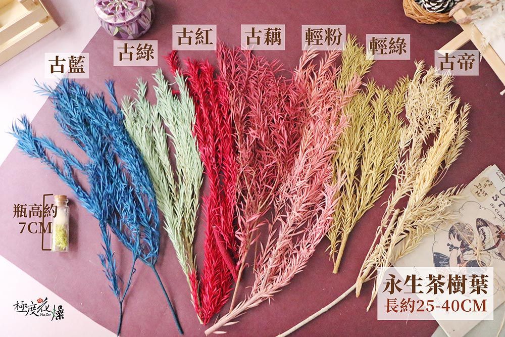 古紅古藕 輕粉 古綠輕綠古藍古帝 瓶高約7C M永生茶樹葉長約25-40CM