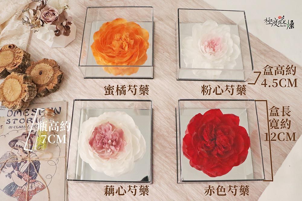 5 CLARA  瓶高約蜜橘芍藥粉心芍藥心芍藥赤色芍藥極度盒高約4.5CM盒長寬約12CM