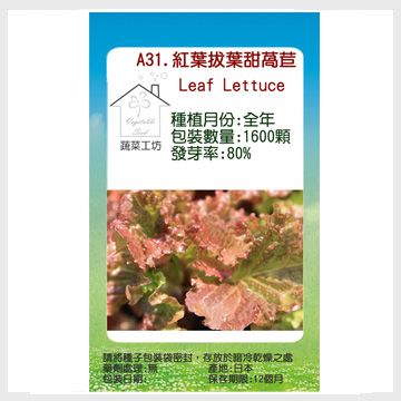 【蔬菜工坊】A31.紅葉拔葉甜萵苣種子