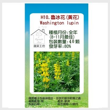 【蔬菜工坊】H10.魯冰花(黃花)種子