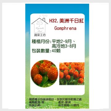 【蔬菜工坊】H32.美洲千日紅(橙色，高50~70cm)種子
