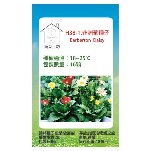 蔬菜工坊 H38-1.非洲菊種子16顆