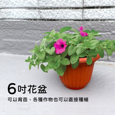 雅美花盆/盆栽/-6吋(3入組)