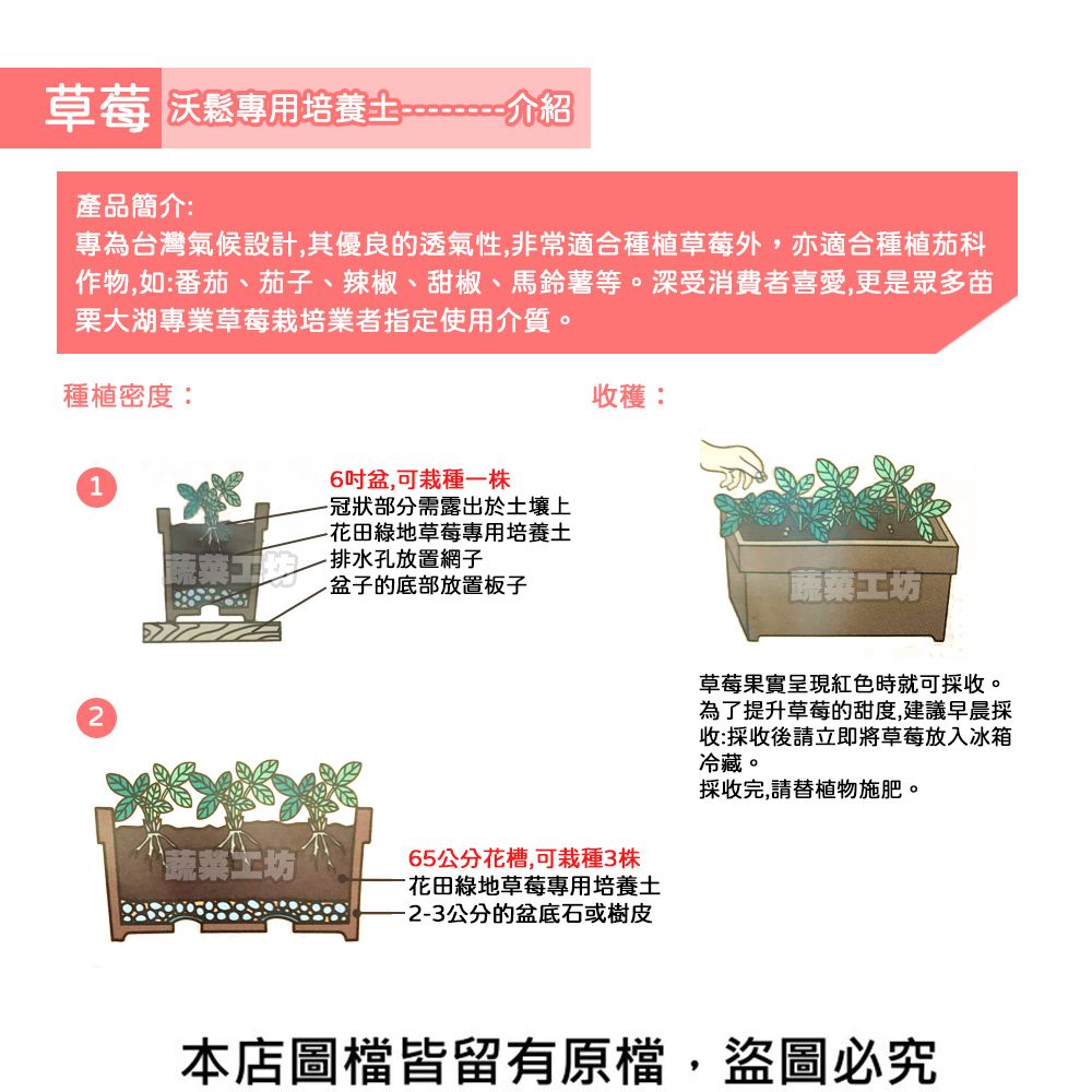 草莓 沃鬆專用培養土------介紹產品簡介:專為台灣氣候設計,其優良的透氣性,非常適合種植草莓外,亦適合種植茄科作物,如:番茄、茄子、辣椒、甜椒、馬鈴薯等。深受消費者喜愛,更是眾多苗栗大湖專業草莓栽培業者指定使用介質。種植密度:16盆,可栽種一株-冠狀部分需露出於土壤上-花田綠地草莓專用培養土排水孔放置網子的底部放置板子收穫:蔬菜工坊蔬菜工坊65公分花槽,可栽種3株花田綠地草莓專用培養土公分的盆底石或樹皮草莓果實呈現紅色時就可採收。為了提升草莓的甜度,建議早晨採收:採收後請立即將草莓放入冰箱冷藏。採收完,請替植物施肥。本店圖檔皆留有原檔,盜圖必究