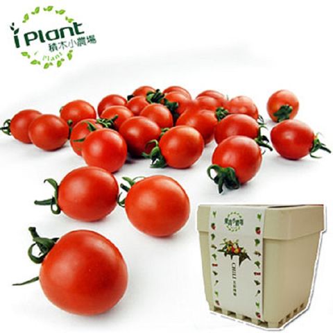 【iPlant】積木小農場- 小蕃茄