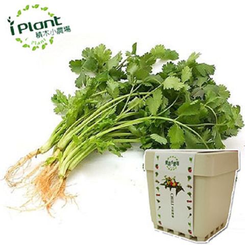 【iPlant】積木小農場-香菜