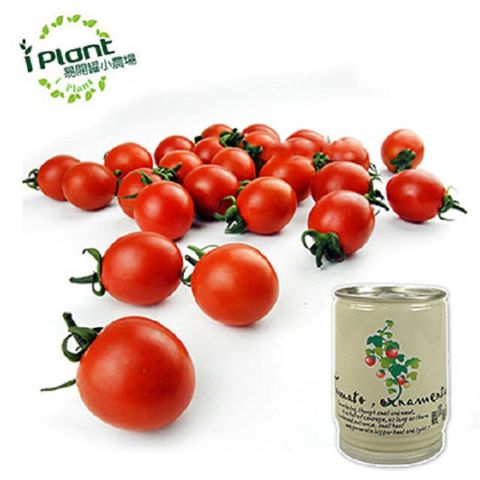 ►【 iPlant 】易開罐頭小農場 - 觀賞蕃茄