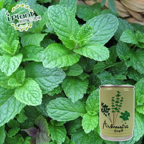 【 iPlant 】易開罐頭小農場-薄荷