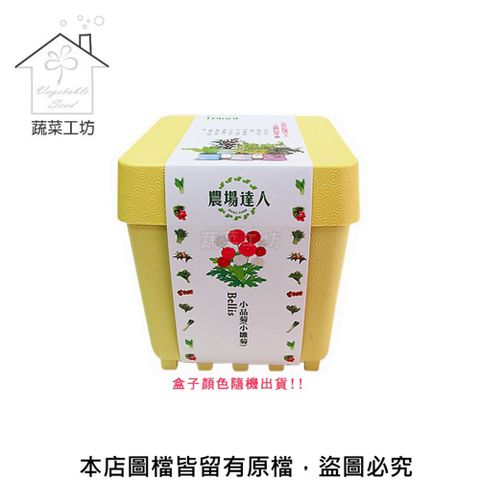 蔬菜工坊 iPlant小農場系列-小品菊