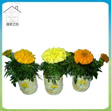 蔬菜工坊 iPlant易開罐花卉-萬壽菊(小雛菊)