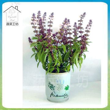 蔬菜工坊 iPlant易開罐花卉-九層塔