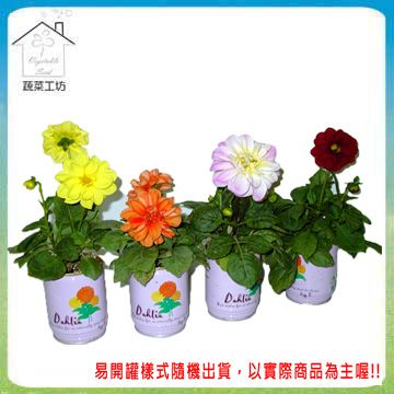 蔬菜工坊 iPlant易開罐花卉-大理花