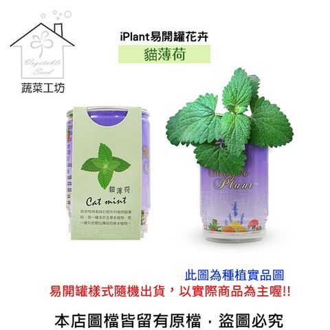 iPlant 【蔬菜工坊】易開罐花卉-貓薄荷