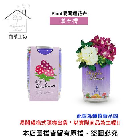 iPlant 【蔬菜工坊】易開罐花卉-美女櫻