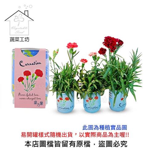 iPlant 【蔬菜工坊】易開罐花卉-康乃馨