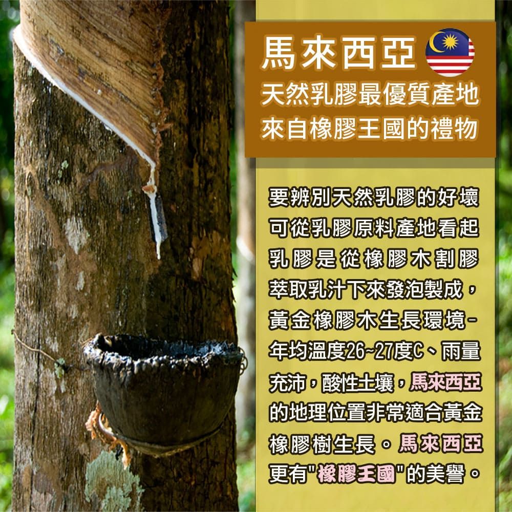 馬來西亞天然乳膠最優質產地來自橡膠的禮物要辨別天然乳膠的好壞可從乳膠原料產地看起乳膠是從橡膠木割膠萃取乳汁下來發泡製成黃金橡膠木生長環境年均溫度2627度C、雨量充沛酸性土壤馬來西亞的地理位置非常適合黃金橡膠樹生長。馬來西亞更有"橡膠王國的美譽。