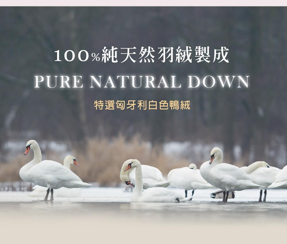 100%純天然羽絨製成PURE NATURAL DOWN特選匈牙利白色鴨絨