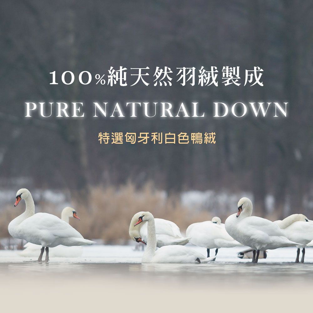 HongYew 鴻宇 匈牙利進口90%羽絨 233織純棉表布 威爾斯羽絨被 雙人