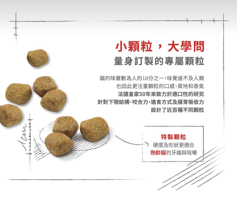 小顆粒,大學問量身訂製的專屬顆粒貓的味蕾數為人的18分之一,味覺遠不及人類也因此更注重顆粒的口感、質地和香氣法國皇家50年來致力於適口性的研究針對下顎結構、咬合力、進食方式及腸胃吸收力設計了近百種不同顆粒特製顆粒硬度及形狀更適合熟齡貓的牙齒與咀嚼