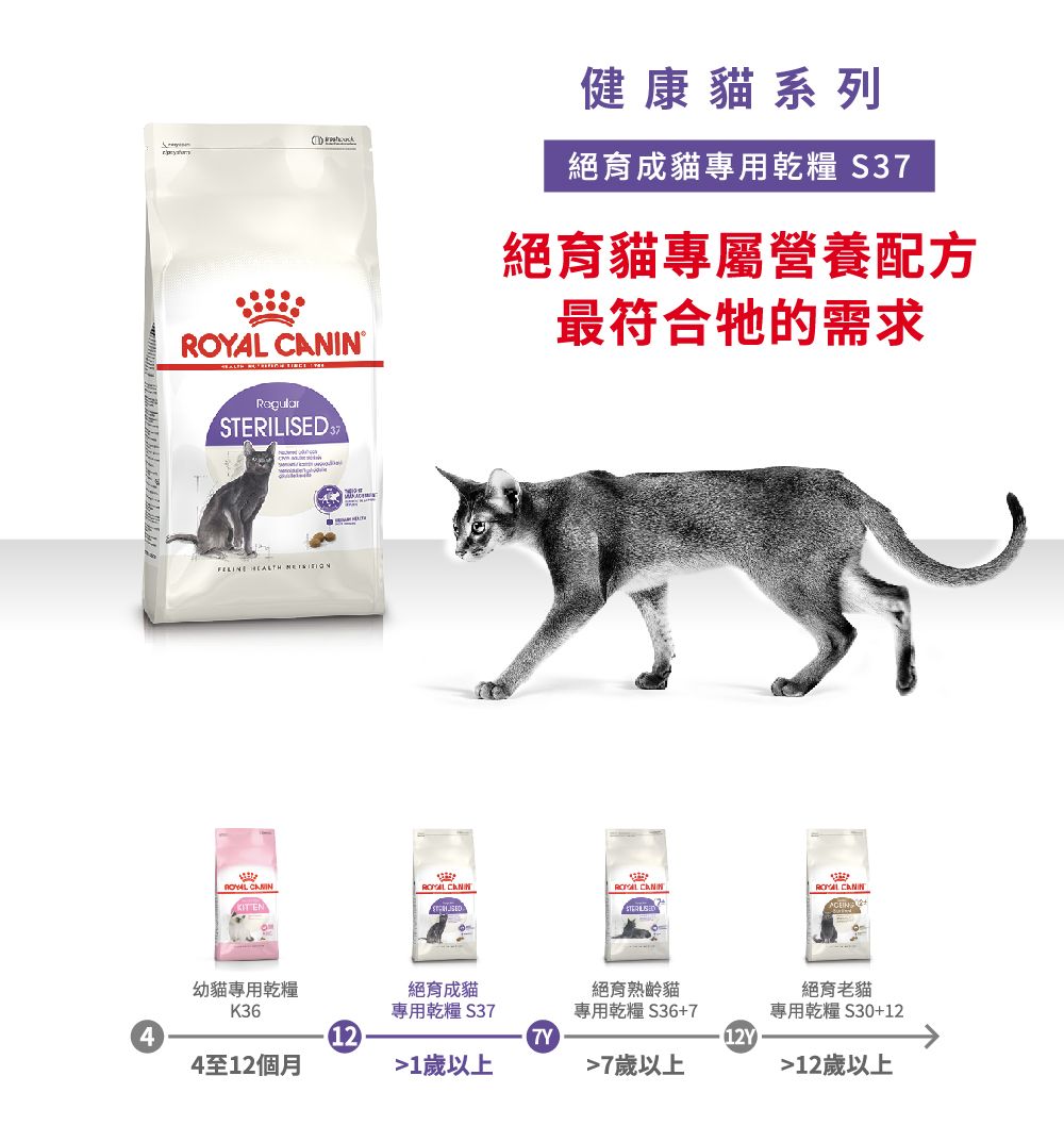 健康貓系列絕育成貓專用乾糧 S37 RegularSTERILISE 絕育貓專屬營養配方最符合牠的需求FELINE     DROYAL KIT EN幼貓專用乾糧絕育成貓絕育熟齡貓K36專用乾糧 S37專用乾糧S36+741212Y4至12個月1歲以上7歲以上絕育老貓專用乾糧 S30+1212歲以上