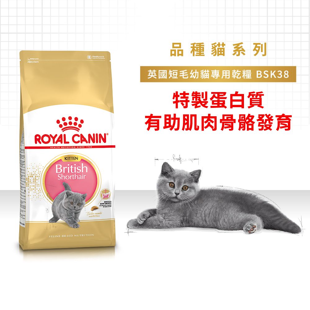 ROYAL 法國皇家 英國短毛幼貓BSK38 10KG