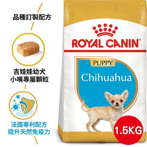 【法國皇家】吉娃娃幼犬CHP 1.5KG