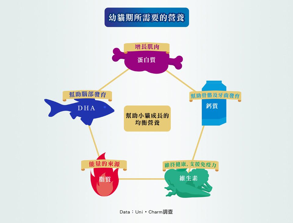 幼貓期所需要的營養增長肌肉蛋白質幫助腦部DHA幫助骨骼及牙齒發育鈣質幫助小貓成長的均衡營養能量的來源維持健康,支援免疫力脂質維生素Data:UniCharm調查