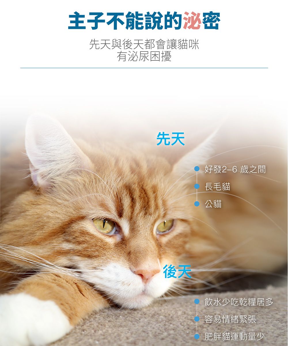 主子不能說的泌密先天與後天都會讓貓咪有泌尿困擾先天好發歲之間長毛貓公貓後天飲水少吃乾糧居多容易情緒緊張肥胖貓運動量少