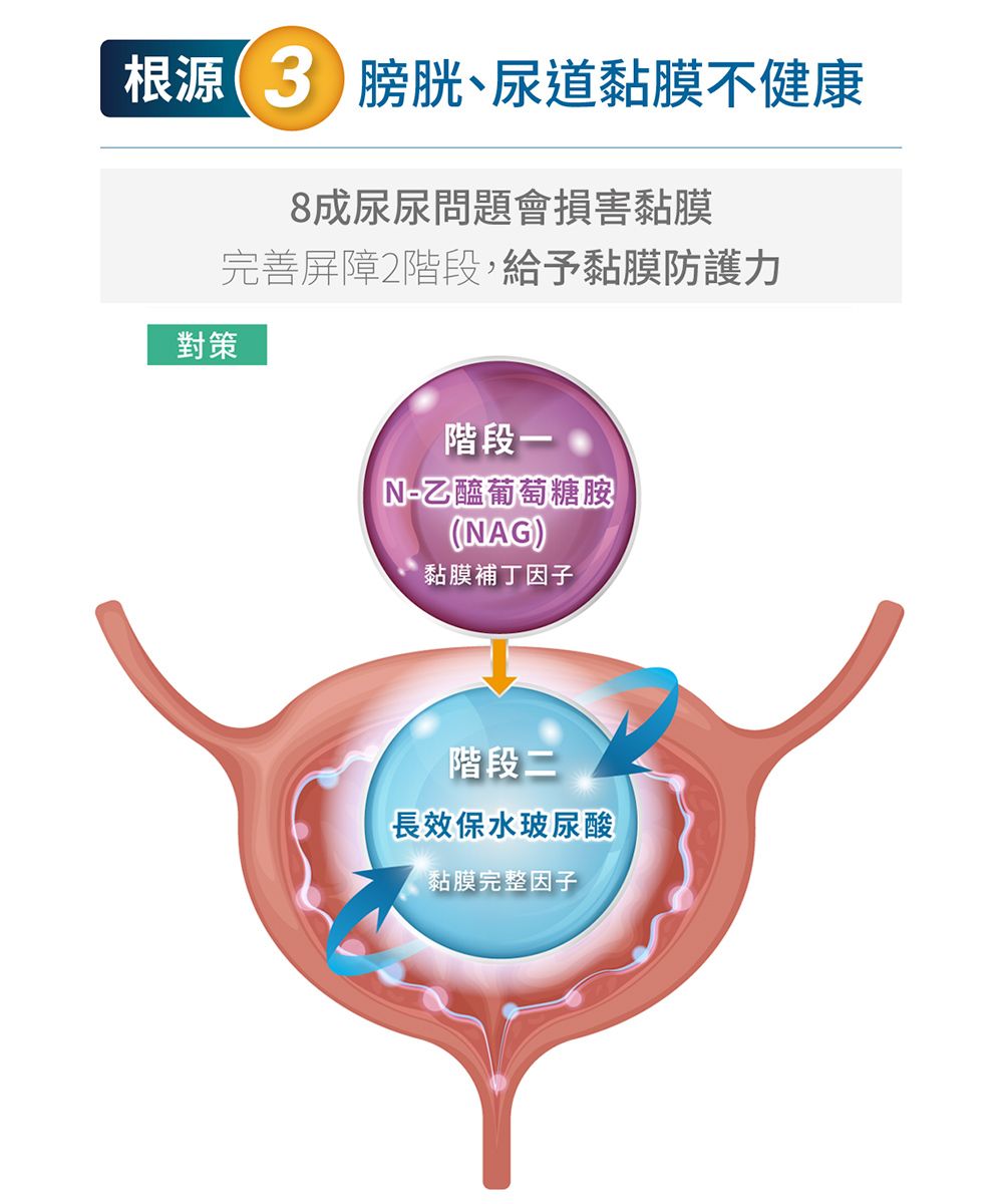 根源3膀胱、尿道黏膜不健康對策8成尿尿問題會損害黏膜完善屏障2階段,給予黏膜防護力階段一N-乙醯葡萄糖胺(NAG)黏膜補丁因子階段二長效保水玻尿酸黏膜完整因子