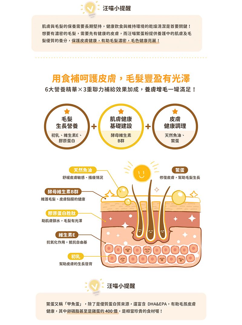 汪喵小提醒肌膚與毛髮的保養需要長期堅持,健康飲食與維持環境的乾燥清潔是首要關鍵!想要有濃密的毛髮,需要先有健康的皮膚,而汪喵蛋粉提供養護中的肌膚及毛髮優質的養分,保護皮膚健康,有助毛髮濃密,毛色健康亮麗!用食補呵護皮膚,毛髮豐盈有光澤6大營養精華3重聯力補給效果加成,養膚毛一罐滿足!會毛髮肌膚健康生長營養基礎建設皮膚健康調理初乳維生素E、酵母維生素膠原蛋白B群天然魚油、蛋天然魚油舒緩皮膚敏感、搔癢情況酵母維生素B群維護毛髮、皮膚黏膜的健康【膠原蛋白胜肽助肌膚鎖水,毛髮有光澤維生素E抗氧化作用,抵抗自由基初乳幫助皮膚的生長發育汪喵小提醒蛋修復皮膚,幫助毛髮生長蛋又稱「甲魚蛋」,除了是優質蛋白質來源,還富含DHA&EPA,有助毛孩皮膚健康,其中卵磷脂甚至是雞蛋的400,是相當珍貴的食材喔!