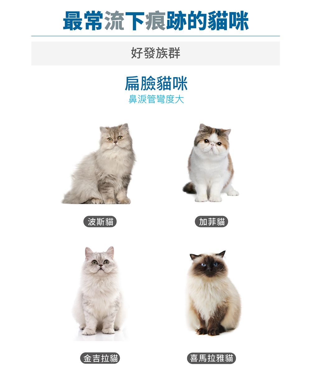 最常流下痕跡的貓咪好發族群扁臉貓咪鼻淚管彎度大波斯貓加菲貓金吉拉貓喜馬拉雅貓