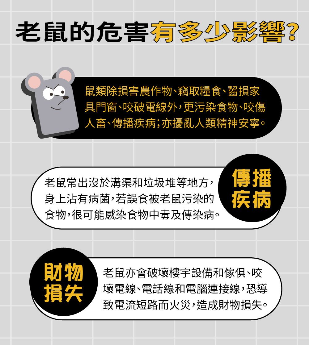 老鼠的危害有多少影響?鼠類除損害農作物竊取糧食齧損家具門窗、咬破電線外更污染食物、咬傷人畜、疾病;亦擾亂人類精神安寧。老鼠常出沒於溝渠和垃圾堆等地方,身上沾有病菌,若誤食被老鼠污染的食物,很可能感染食物中毒及傳染病。傳播財物 老鼠亦會破壞樓宇設備和傢俱、咬損失壞電線、電話線和電腦連接線,恐導致電流短路而火災,造成財物損失。