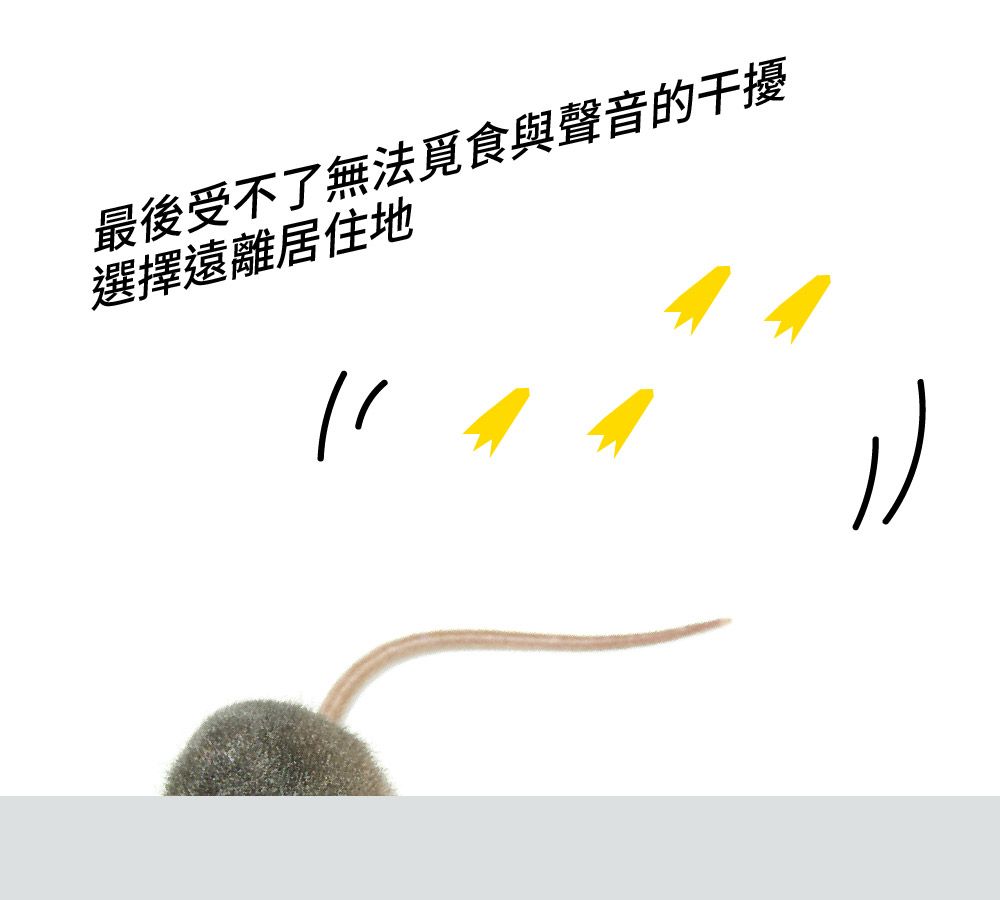 最後受不了無法覓食與聲音的干擾選擇遠離居住地