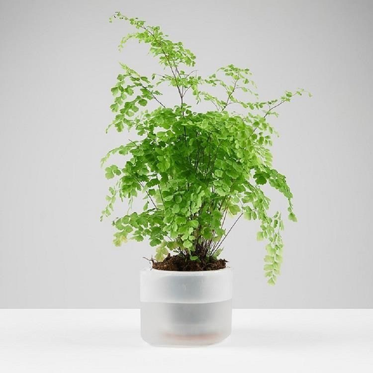  【南紡購物中心】 【紐西蘭 boskke】耕作之盆 Self-Watering 懶人花器 單盆12cm  2入組 (附培養土1.5 L)