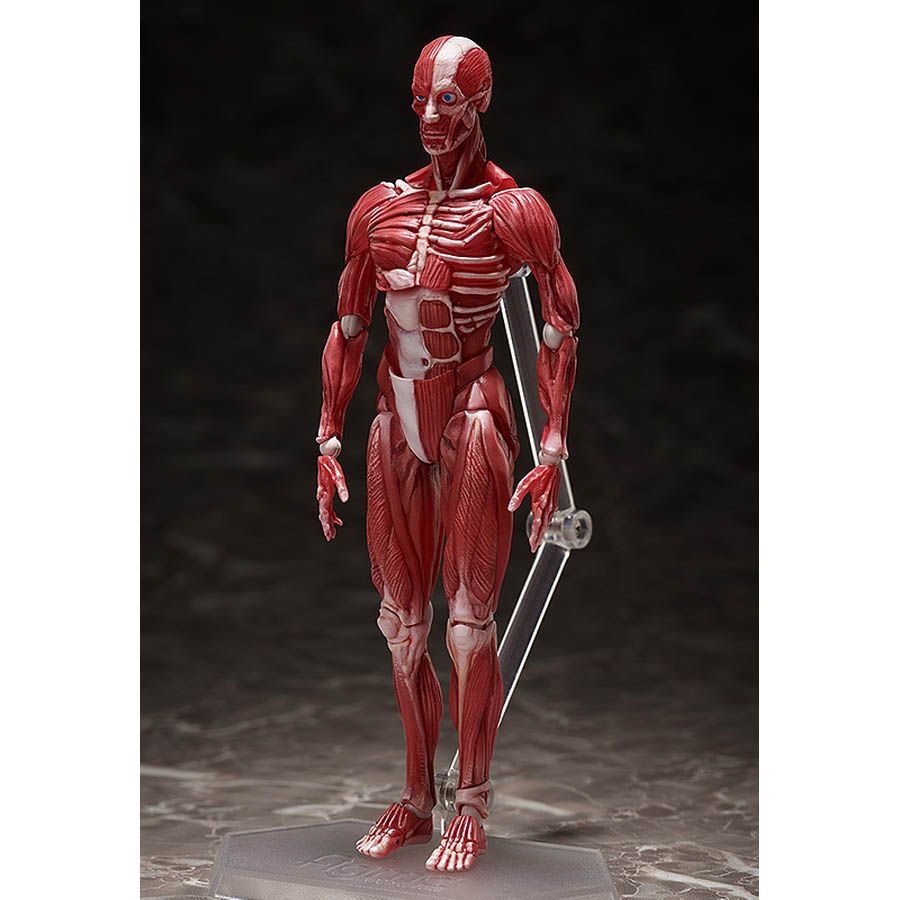 figma 人体模型